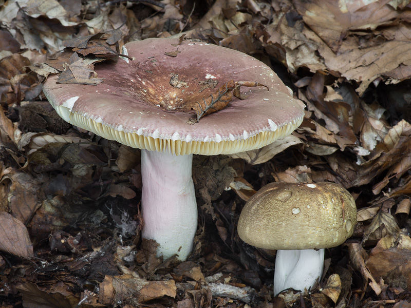 Russula olivacea